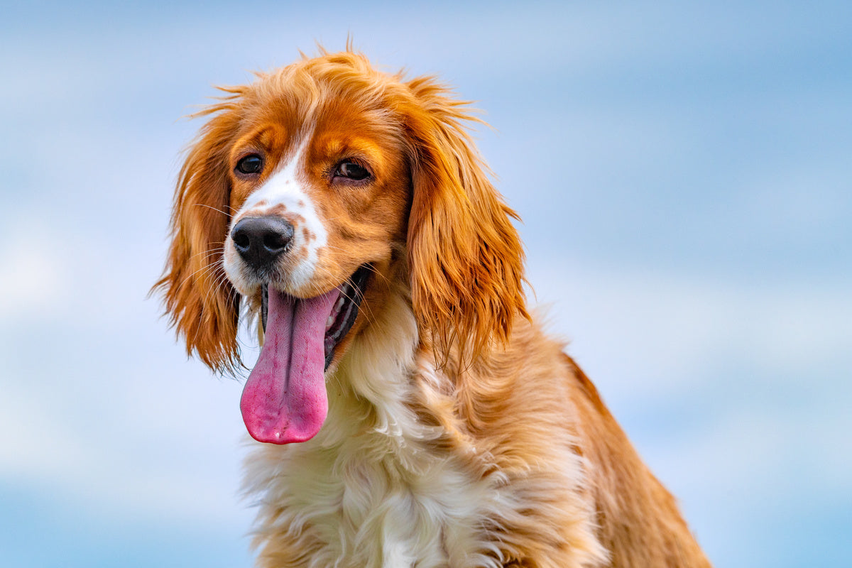 How to freshen your dog's breath with these easy tips Friday's Dog