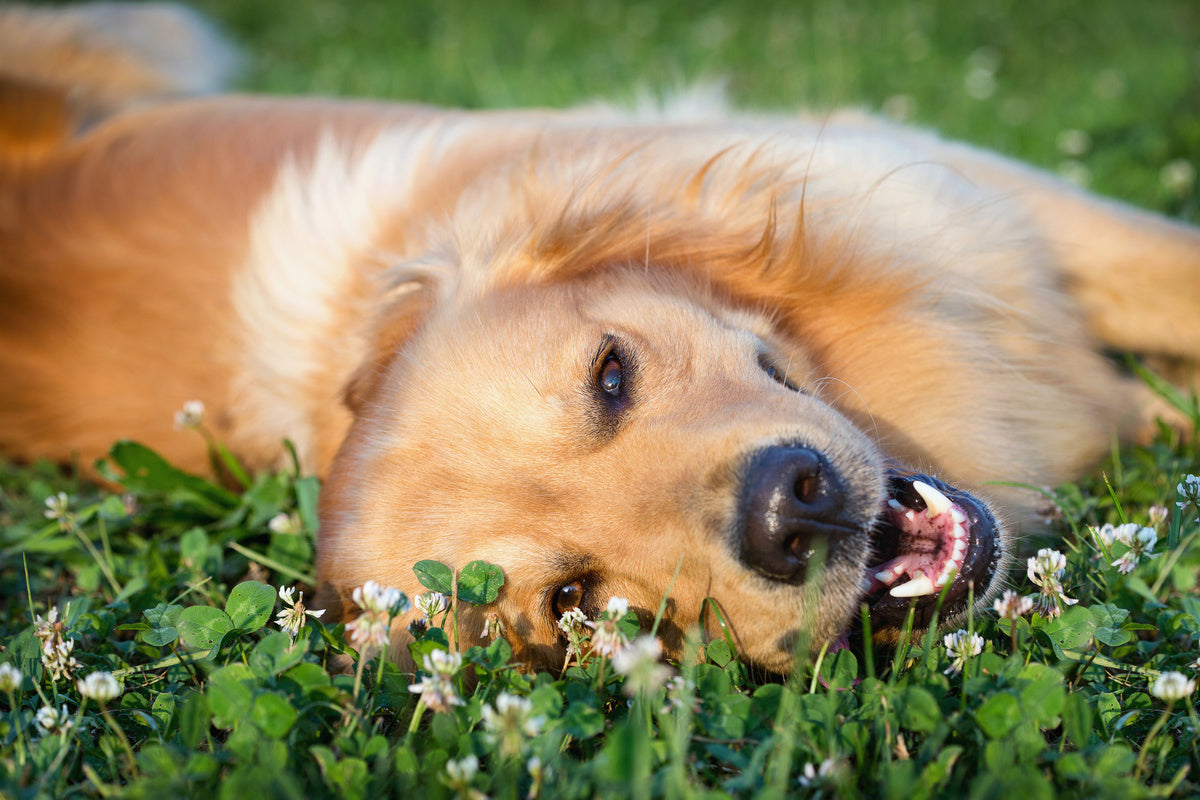 Top tips for keeping your dog healthy and happy Friday's Dog